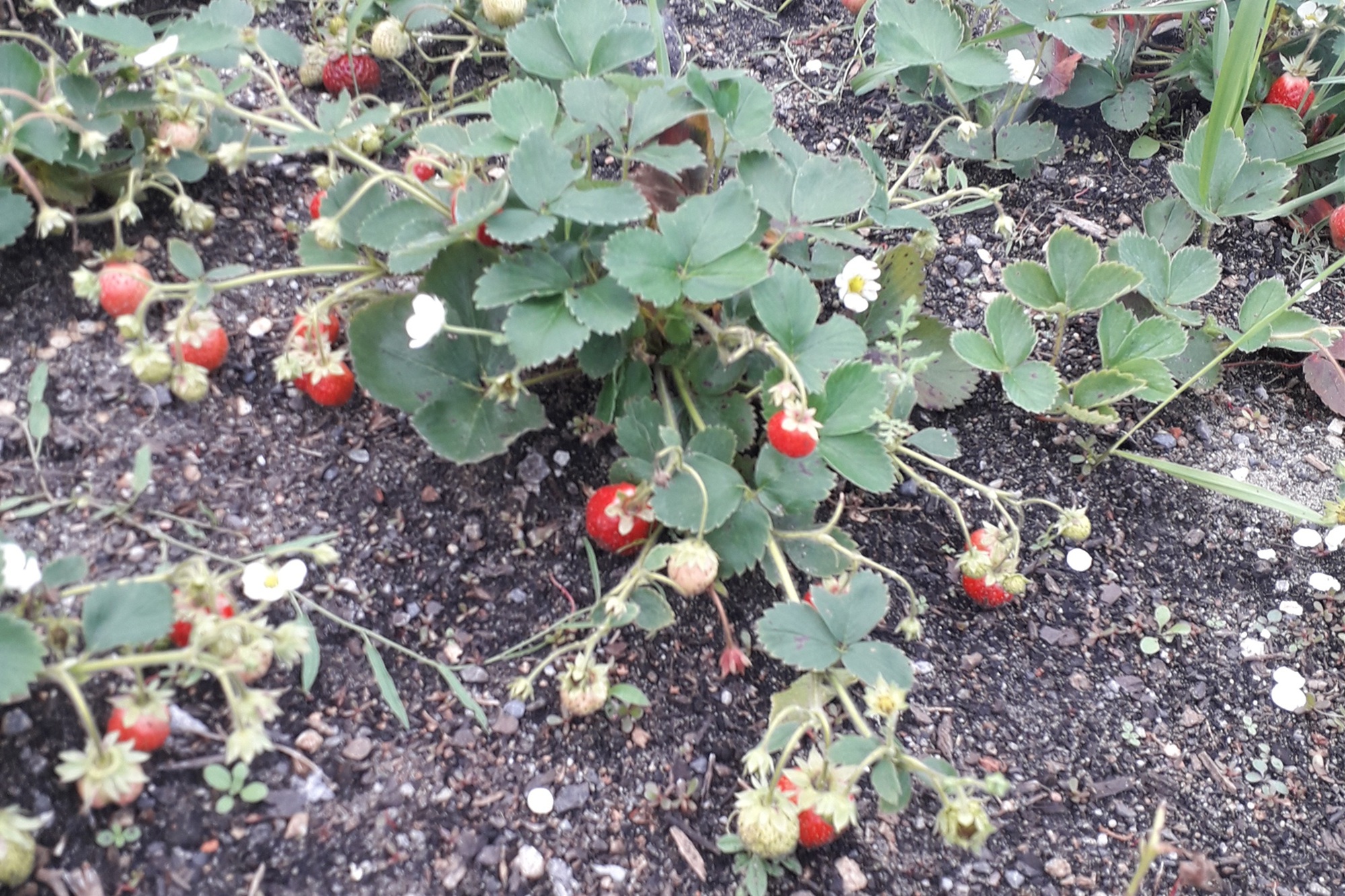 Garten Raddusch